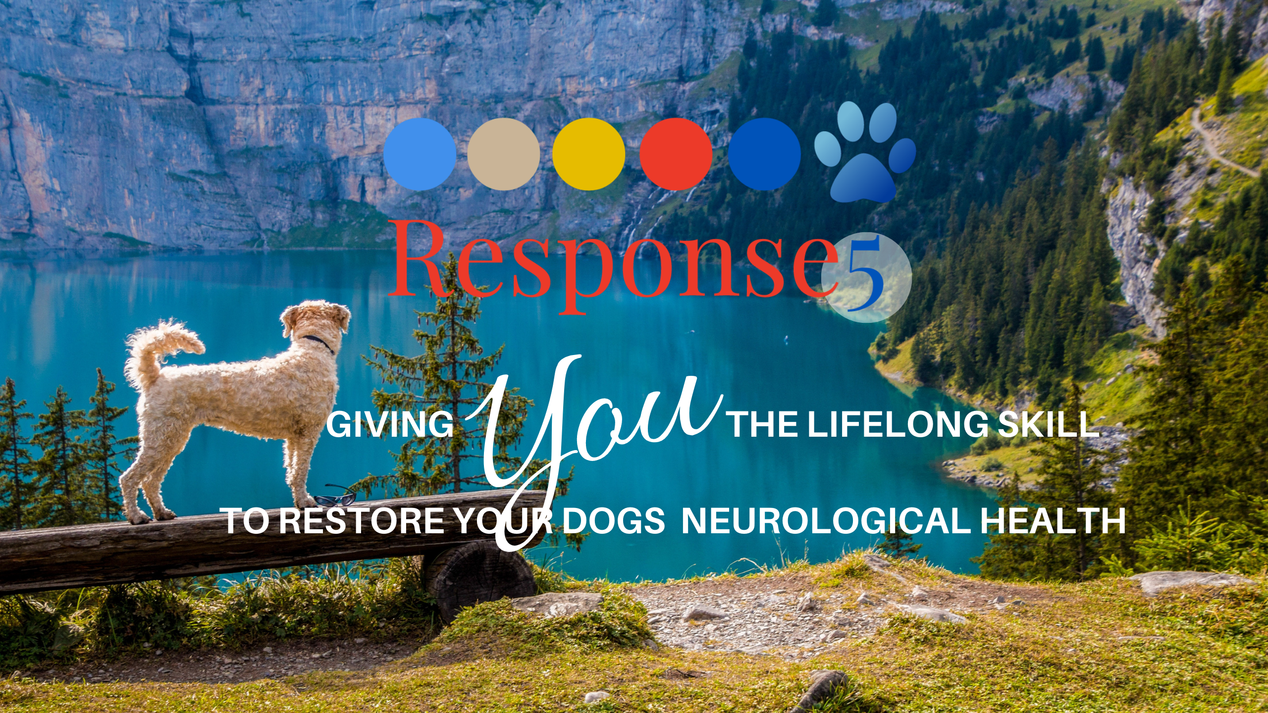 canine bowen therapy course