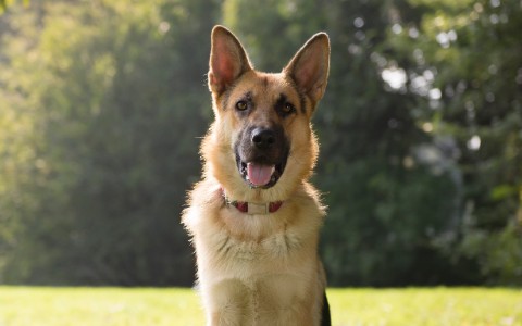 Response5 Dog Mobility Rehabilitation Online Training Class